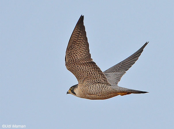 בז נודד Peregrine Falcon Falco peregrinus                                אורים,צפון מערב הנגב,דצמבר 2007.צלם:אודי ממן.